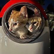 Jude And Charmander is registered to the contest to win money with this photo: abyssinian, alloywheel, animal, car, carwheel, cat, head, kitten, machine, manx, person, pet, rat, rodent, sphere, spoke, tire, transportation, vehicle, wheel