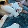 Jude And Charmander joined the competition — help win amazing prizes! abyssinian, angora, animal, blanket, cat, kitten, manx, person, pet, quilt, rabbit, sleeping
