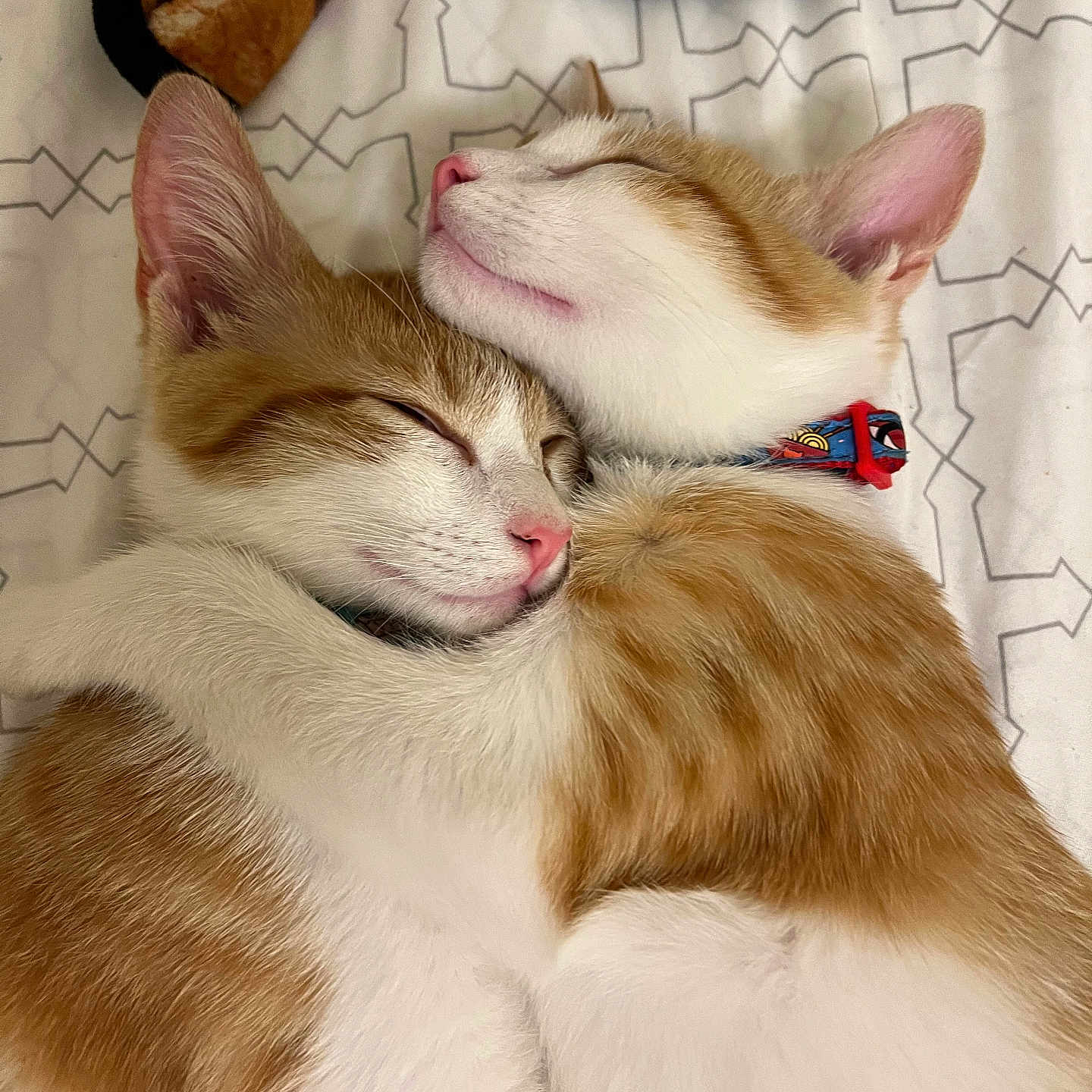 Jude And Charmander