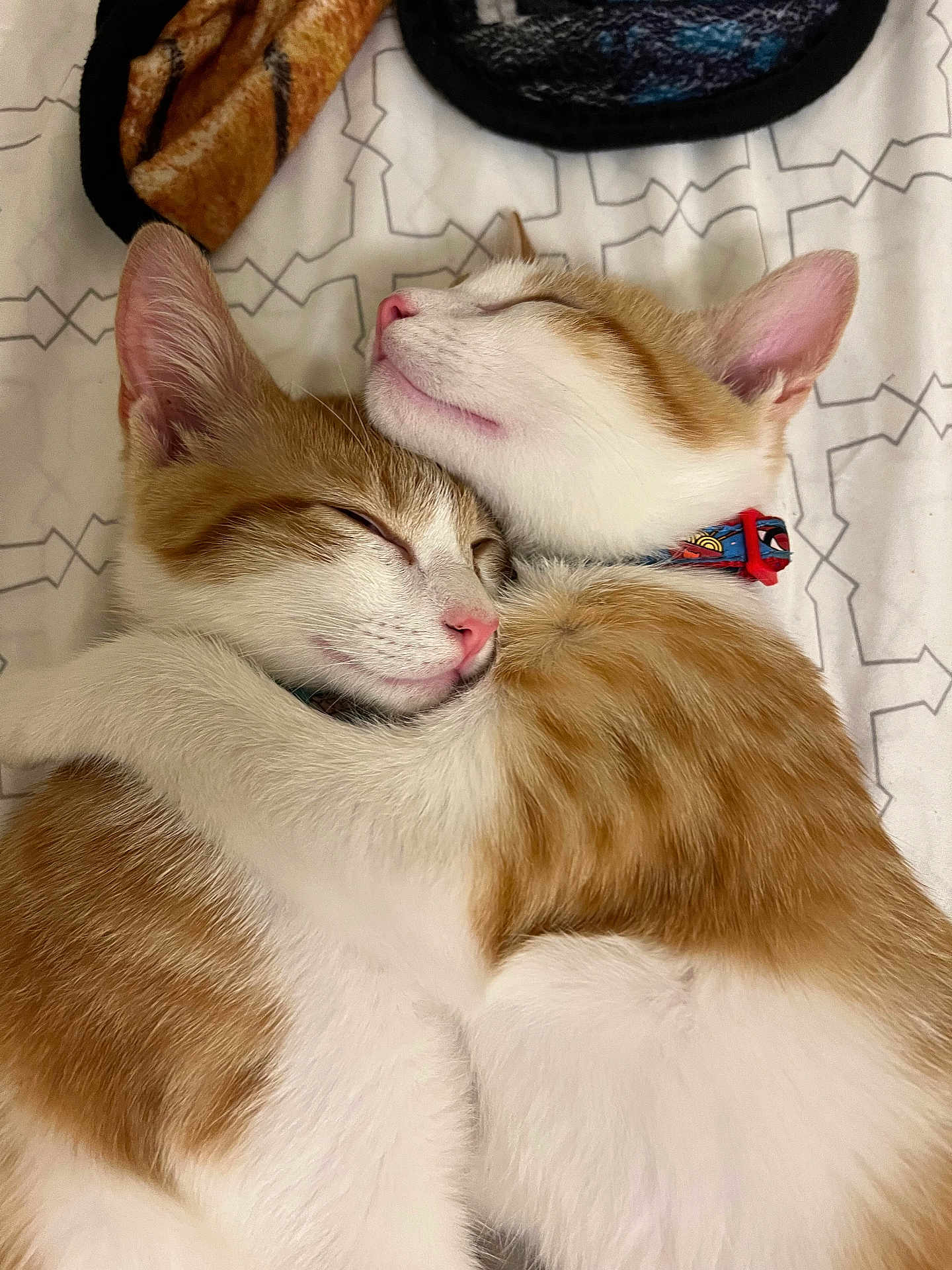 Jude And Charmander