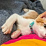Jude And Charmander joined the competition — help win amazing prizes! abyssinian, accessories, animal, blanket, canine, cat, couch, dog, furniture, hound, indoors, kitten, manx, person, pet, puppy, quilt, siamese, sleeping, strap