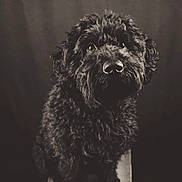 Jack participe au concours pour gagner de l'argent avec cette photo : dog, black_dog, curly_hair, pet, animal, portrait, stool, wooden_stool, monochrome, black_and_white, cute, fur, sitting, studio, moody_lighting, close_up, expression, eyes, nose, indoor