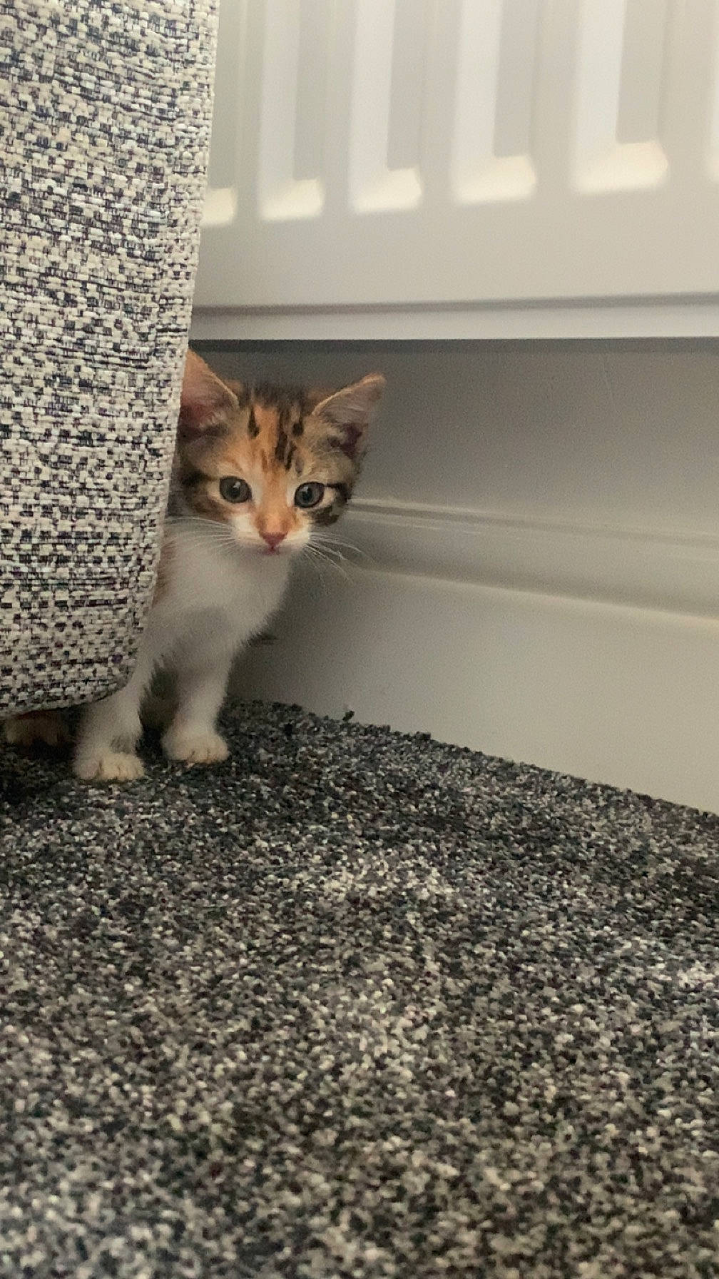 Nala joined the competition — help win amazing prizes! carnivore, cat, cat_supply, domestic_short_haired_cat, door, felidae, flooring, fur, grey, paw, pet_supply, small_to_medium_sized_cats, snout, tail, terrestrial_animal, whiskers, wildlife, wood