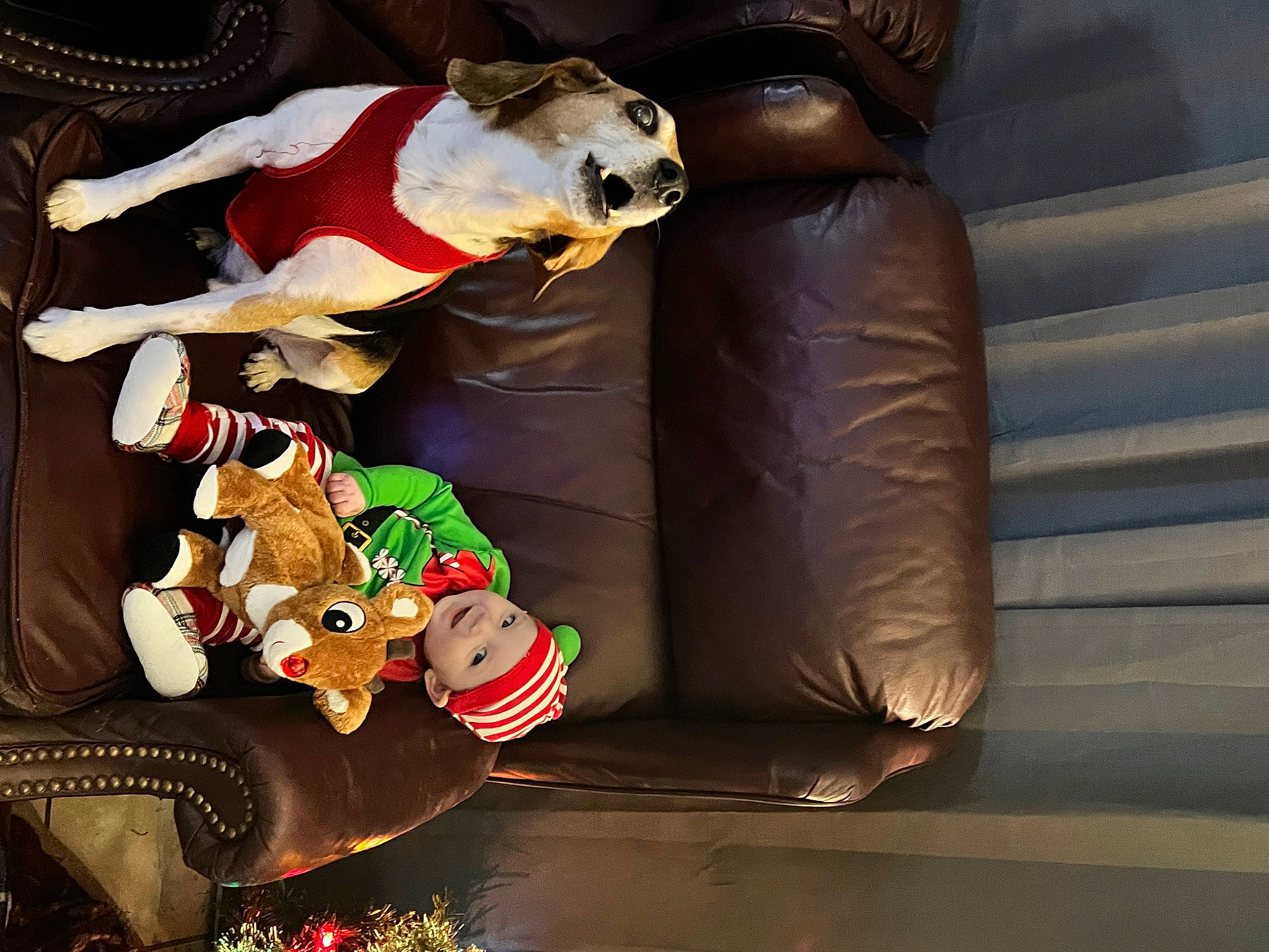 Matthew joined the competition — help win amazing prizes! animation, carmine, christmas, christmas_eve, comfort, companion_dog, couch, event, fawn, fictional_character, fun, headwear, holiday, interior_design, person, plush, room, santa_claus, stuffed_toy, toy