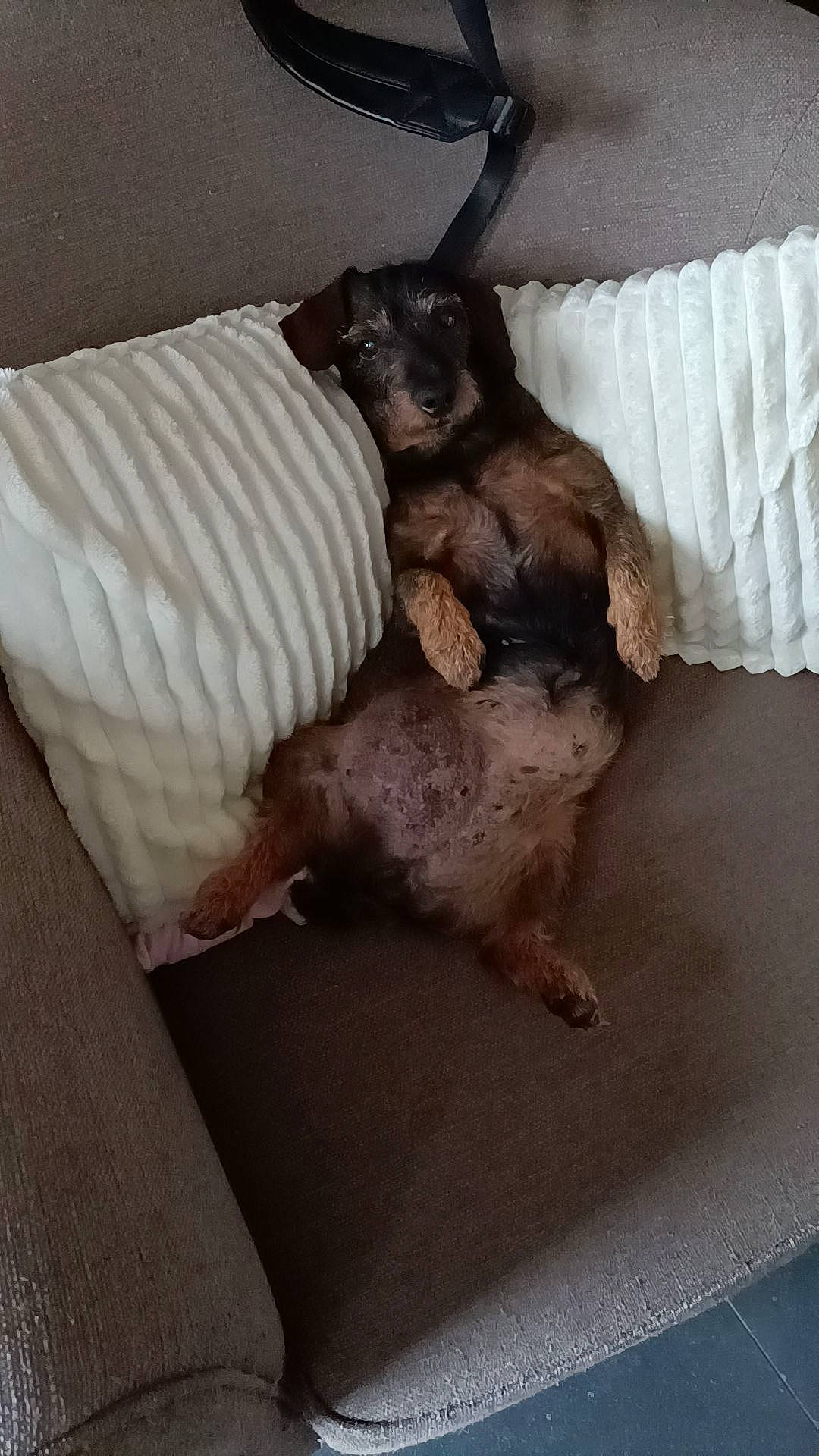 Nouchka a rejoint le concours — aidez-le/la à gagner de superbes lots ! canidae, carnivore, comfort, companion_dog, dog, dog_breed, dog_supply, fawn, felidae, fur, linens, liver, paw, small_to_medium_sized_cats, snout, sporting_group, tail, toy_dog, whiskers, working_animal