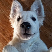 Arés a rejoint le concours — aidez-le/la à gagner de superbes lots ! animal, canine, close_up, curious, cute, dog, domestic_animal, ears, face, floor, fur, indoor, lying_down, muzzle, nose, paws, pet, playful, white_dog, wooden_floor