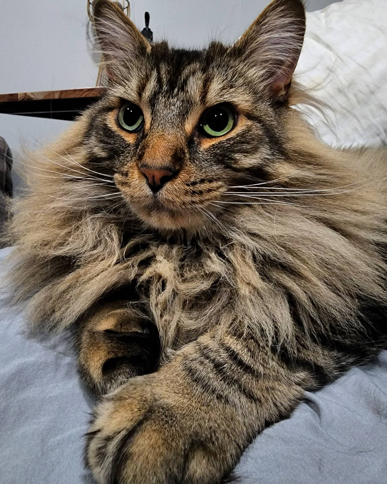 Caleb is registered to the contest to win money with this photo: carnivore, cat, claw, domestic_short_haired_cat, eye, felidae, fur, hair, iris, maine_coon, paw, sitting, small_to_medium_sized_cats, snout, terrestrial_animal, whiskers, wildlife