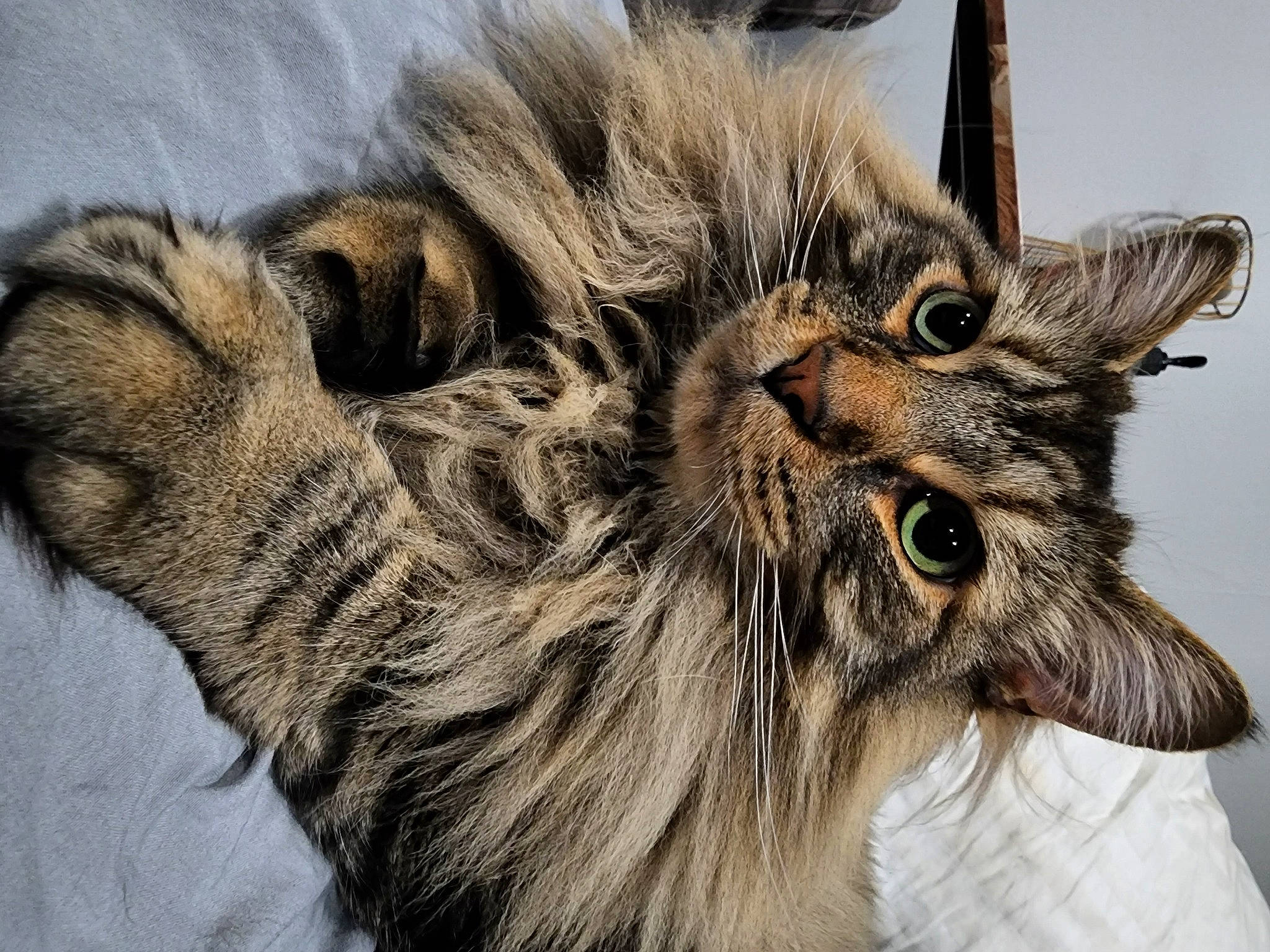 Caleb is registered to the contest to win money with this photo: carnivore, cat, claw, close_up, domestic_short_haired_cat, ear, eye, feather, felidae, fur, liver, paw, small_to_medium_sized_cats, snout, tail, terrestrial_animal, whiskers, wildlife