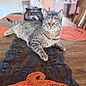 cat, tabby, feline, pet, animal, indoors, dining_table, table_runner, placemat, orange, gray, striped, whiskers, green_eyes, ears, paws, lying_down, portrait, home, furniture