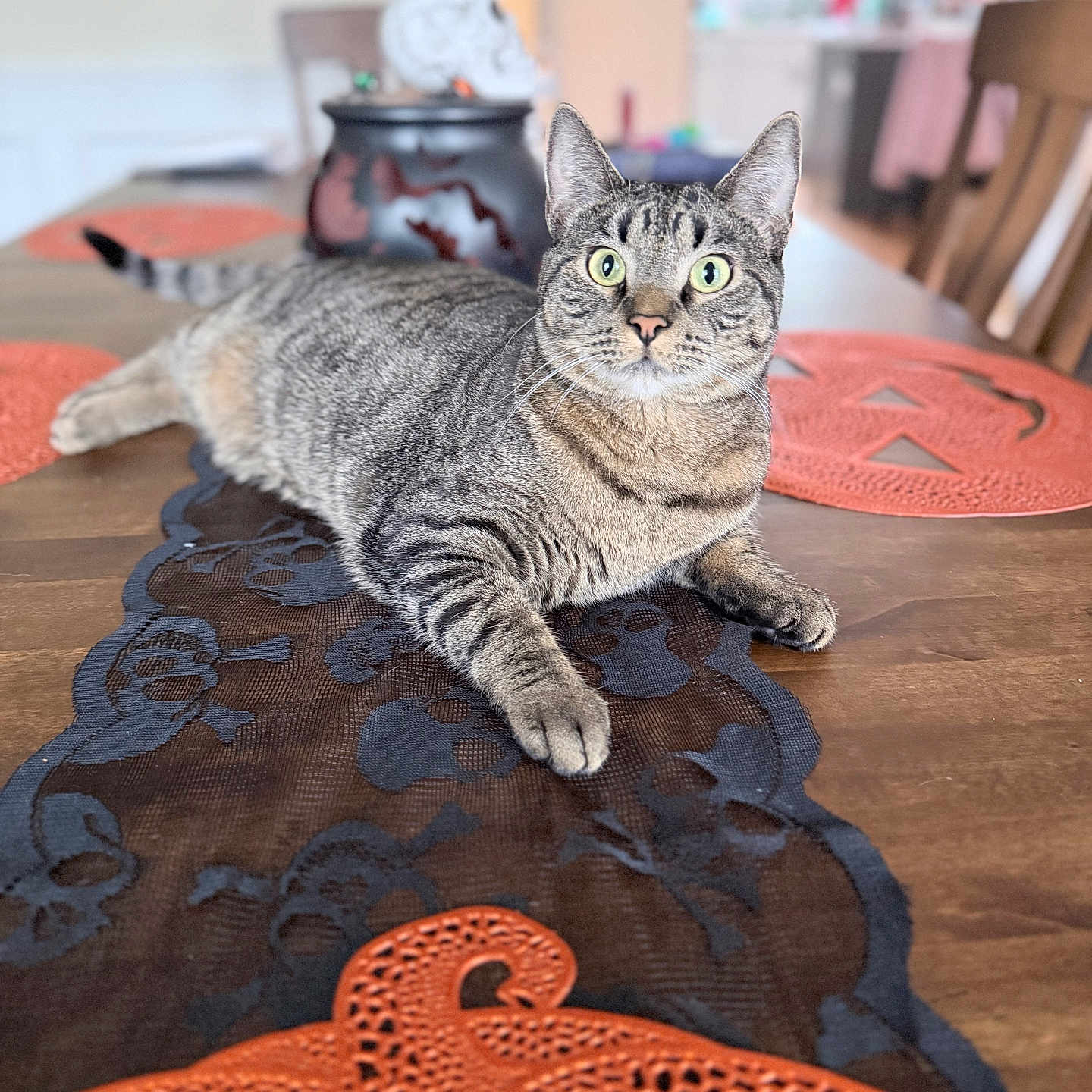 Macademia is registered to the contest to win money with this photo: cat, tabby, feline, pet, animal, indoors, dining_table, table_runner, placemat, orange, gray, striped, whiskers, green_eyes, ears, paws, lying_down, portrait, home, furniture