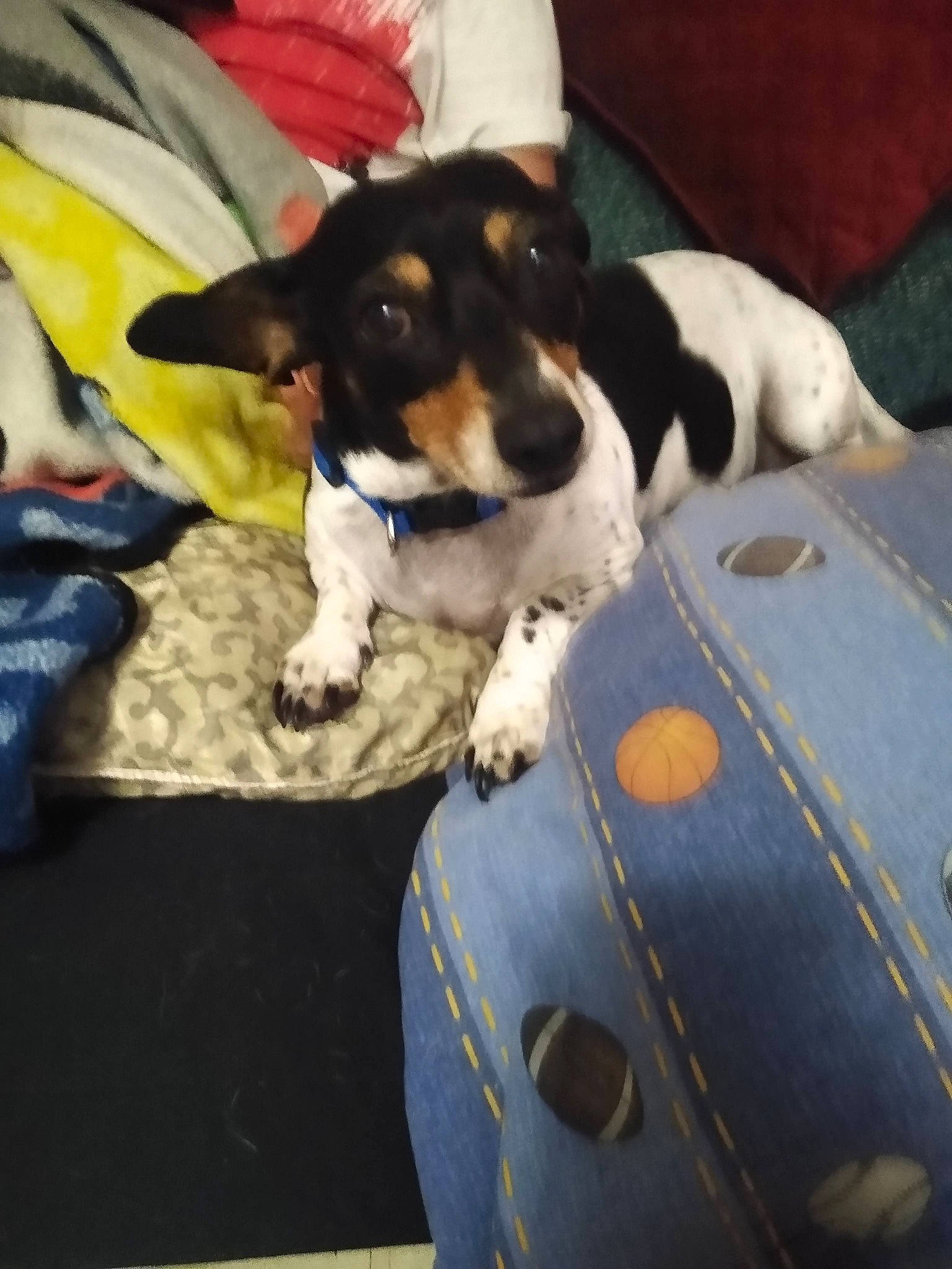 Moomoo joined the competition — help win amazing prizes! canidae, carnivore, chair, comfort, companion_dog, couch, dog, dog_breed, fur, lap, scent_hound, sitting, small_terrier, snout, sporting_group, terrier, working_dog