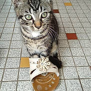 Aïko participe au concours pour gagner de l'argent avec cette photo : kitten, cat, tabby, paw, sandal, tile_floor, indoor, pet, cute, playful, small, animal, whiskers, ears, fur, floor_pattern, domestic, young, curious, closeup