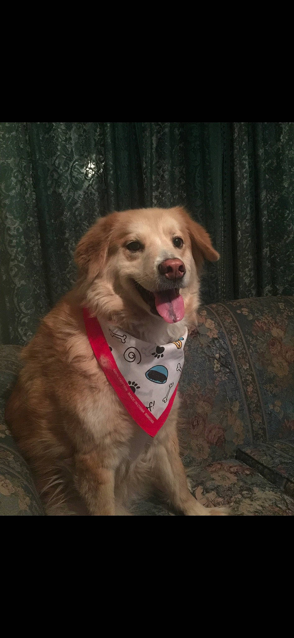 Athena is registered to the contest to win money with this photo: carnivore, collar, companion_dog, curtain, darkness, dog, dog_breed, dog_clothes, dog_collar, dog_supply, fawn, fur, golden_retriever, gun_dog, leash, pet_supply, retriever, whiskers, wood, working_animal