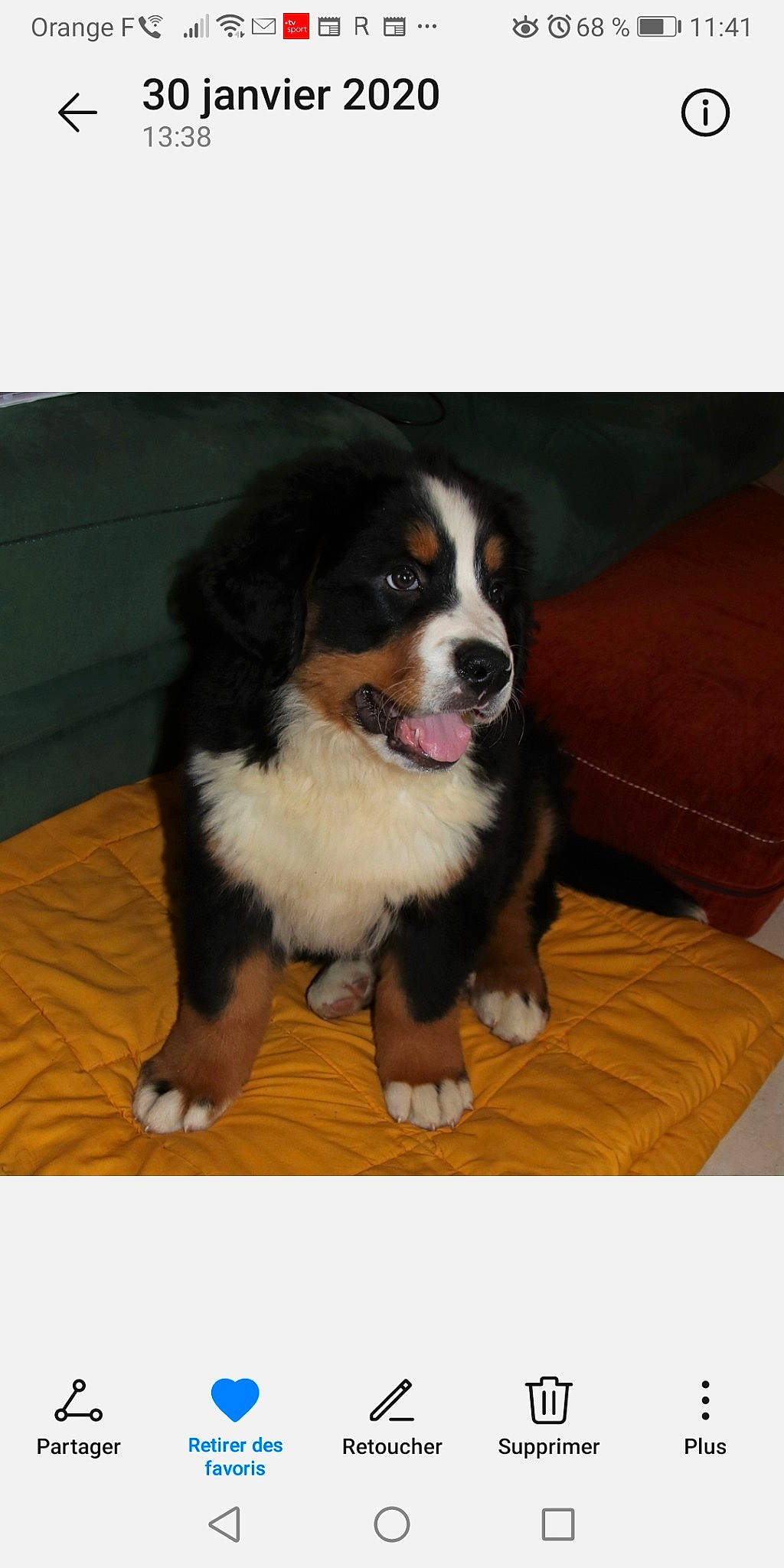 Paddy a rejoint le concours — aidez-le/la à gagner de superbes lots ! ball, bernese_mountain_dog, canidae, carnivore, companion_dog, dog, dog_breed, door, fur, hardwood, herding_dog, snout, sporting_group, toy_dog, working_animal, working_dog