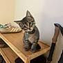 cat, collar, curious, cute, domestic_animal, ears, feline, floor, fur, indoor, kitten, pet, shoe_rack, shoes, small, tabby, tag, walking_sticks, whiskers, wooden_shelf