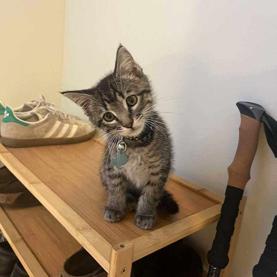 Theo joined the competition — help win amazing prizes! cat, collar, curious, cute, domestic_animal, ears, feline, floor, fur, indoor, kitten, pet, shoe_rack, shoes, small, tabby, tag, walking_sticks, whiskers, wooden_shelf