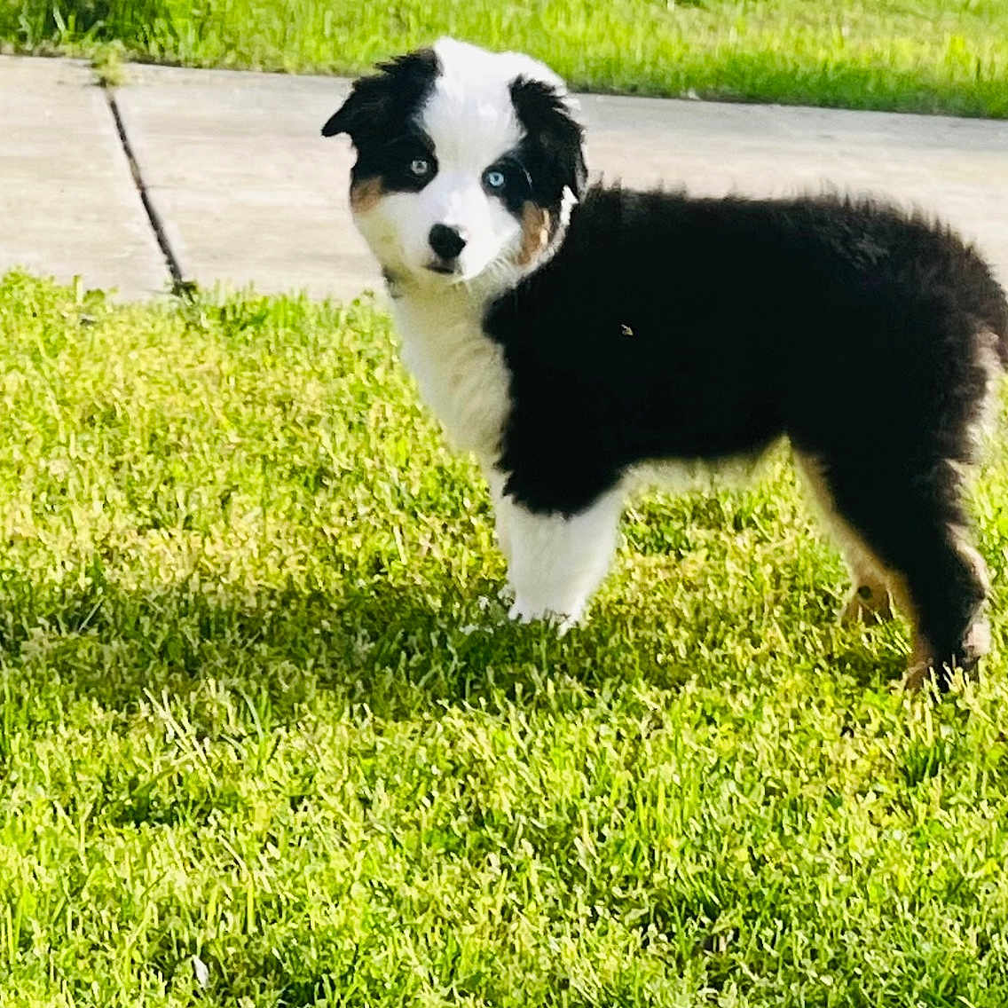 Bandit is registered to the contest to win money with this photo: alert, animal, black_and_white, blue_eyes, canine, cute, dog, fur, garden, grass, lawn, nature, outdoor, pet, puppy, side_view, small, standing, sunlight, young