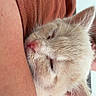 Bimkie a rejoint le concours — aidez-le/la à gagner de superbes lots ! kitten, cat, sleeping, cuddling, pet, fur, cream_colored, pink_nose, closed_eyes, whiskers, ears, animal, person, arm, shirt, closeup, portrait, indoors, cozy, cute