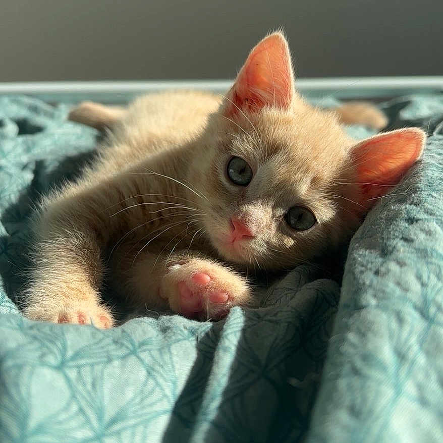 Bimkie participe au concours pour gagner de l'argent avec cette photo : kitten, cat, ginger_cat, orange_fur, blue_blanket, bed, indoors, close_up, portrait, lying_down, green_eyes, pink_nose, whiskers, paws, ears, sunlight, cozy, cute, sleeping_area, animal