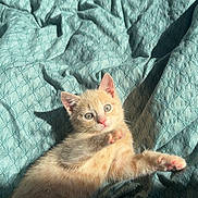 Bimkie participe au concours pour gagner de l'argent avec cette photo : kitten, cat, orange_cat, animal, pet, feline, fur, whiskers, ears, eyes, paws, pink_nose, lying_down, bed, blanket, quilt, indoor, portrait, sunlight, cute