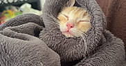Bimkie a rejoint le concours — aidez-le/la à gagner de superbes lots ! cat, kitten, orange_cat, white_cat, sleeping, sleepy, cozy, blanket, wrapped, indoors, portrait, close_up, pet, feline, whiskers, pink_nose, closed_eyes, soft_texture, couch, home_decor
