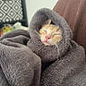 cat, kitten, orange_cat, white_cat, sleeping, sleepy, cozy, blanket, wrapped, indoors, portrait, close_up, pet, feline, whiskers, pink_nose, closed_eyes, soft_texture, couch, home_decor