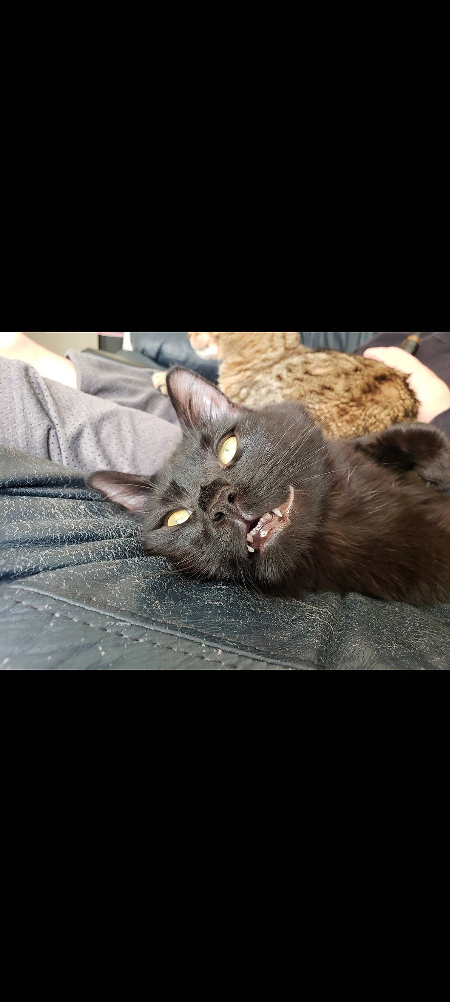 Fang is registered to the contest to win money with this photo: black_cat, carnivore, cat, domestic_short_haired_cat, ear, felidae, fur, korat, nebelung, small_to_medium_sized_cats, snout, whiskers