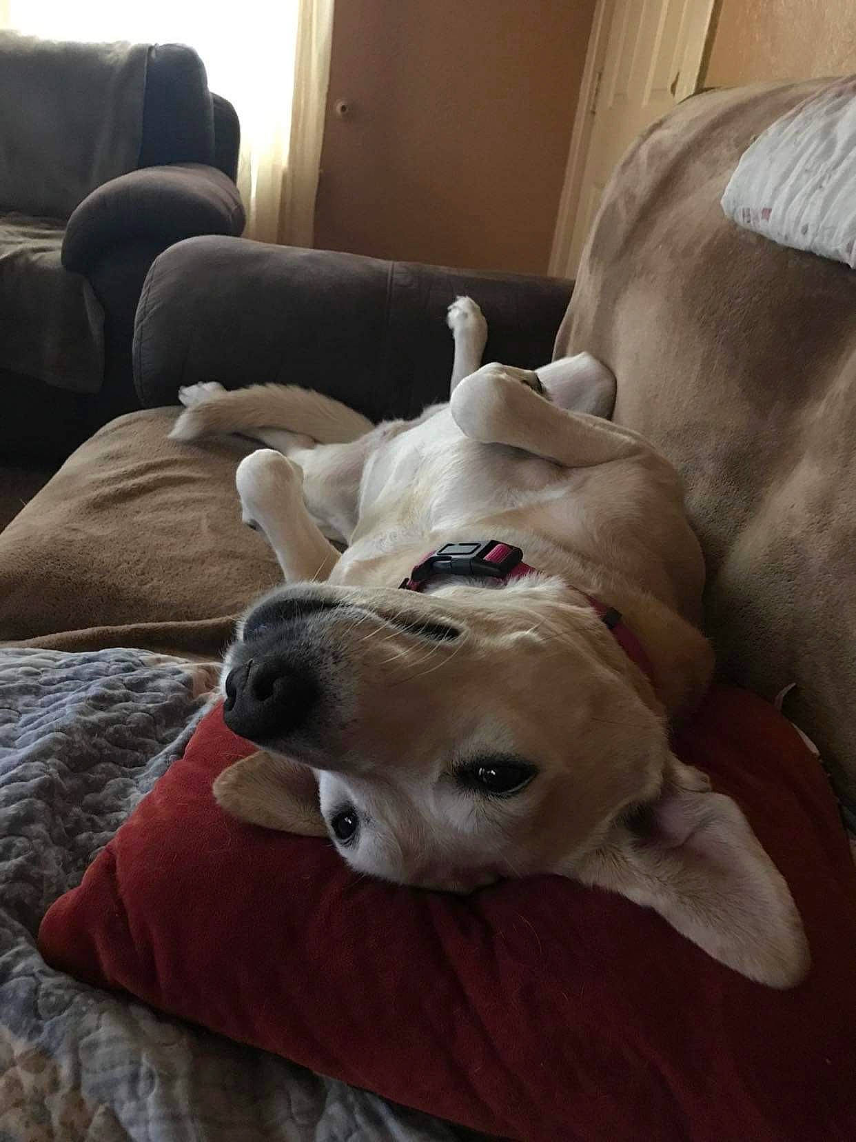 Dixie joined the competition — help win amazing prizes! canidae, carnivore, collar, comfort, companion_dog, couch, dog, dog_breed, dog_supply, fawn, flooring, guard_dog, hardwood, linens, non_sporting_group, pet_supply, snout, sporting_group, wood, working_animal