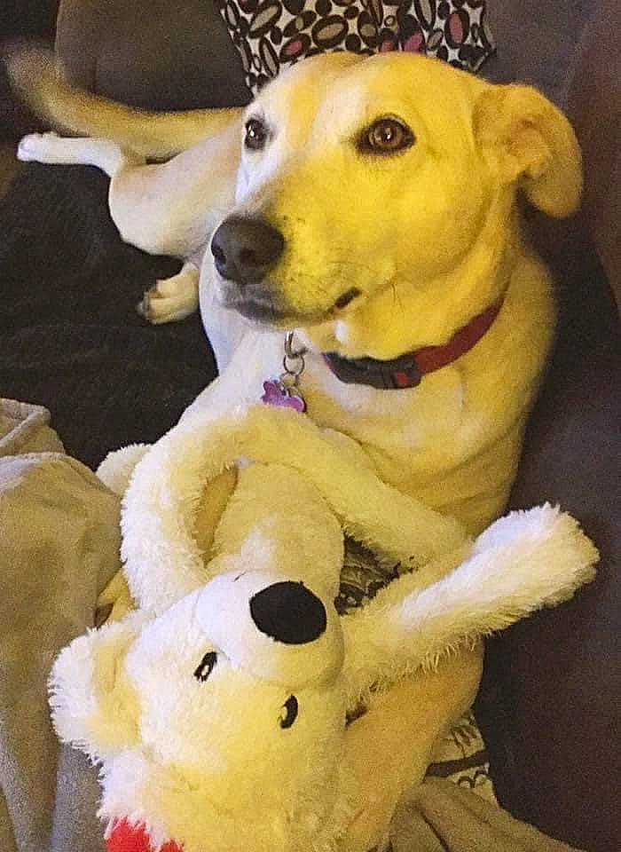 Dixie is registered to the contest to win money with this photo: canidae, carnivore, companion_dog, dog, dog_breed, dog_clothes, dog_supply, dog_toy, fawn, fun, fur, happy, plush, selfie, snout, sporting_group, stuffed_toy, toy, working_animal, yellow