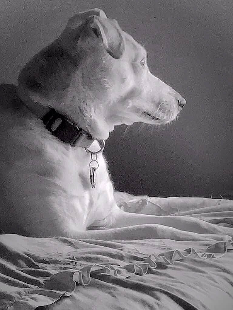 Dixie is registered to the contest to win money with this photo: black, black_and_white, carnivore, companion_dog, dog, dog_breed, fawn, fur, grey, jaw, monochrome, monochrome_photography, snout, sporting_group, stock_photography, style, terrestrial_animal, whiskers, white, working_animal