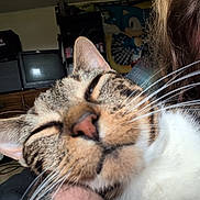 Puma joined the competition — help win amazing prizes! cat, tabby_cat, close_up, person, smiling, face, whiskers, nose_ring, long_hair, indoor, musical_instrument, guitar, amplifier, poster, sonic_the_hedgehog, cozy, relaxed, snuggling, room, furniture