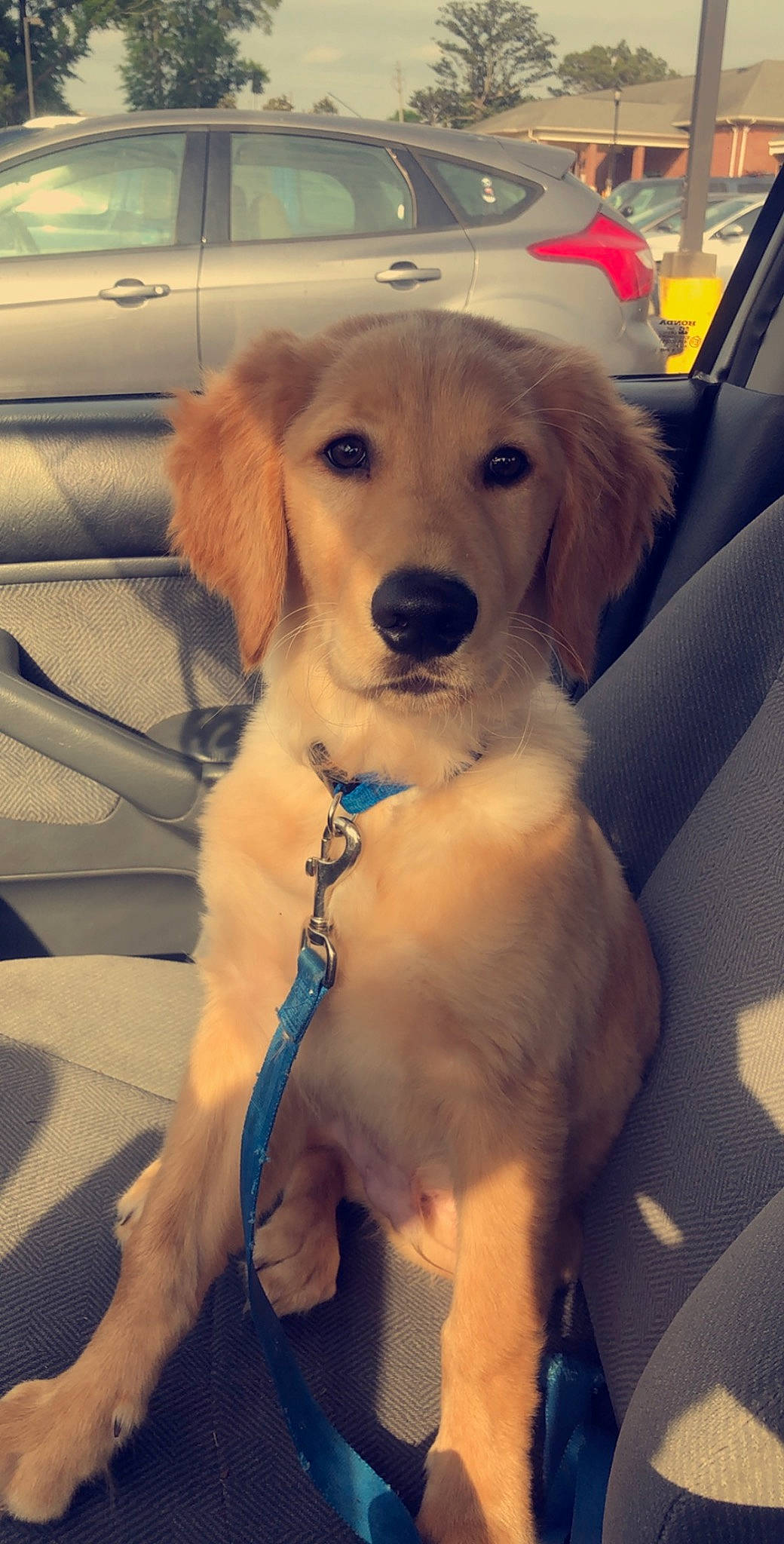 Tucker is registered to the contest to win money with this photo: automotive_exterior, canidae, car, carnivore, collar, companion_dog, dog, dog_breed, dog_collar, eyewear, fashion_accessory, fawn, happy, leash, motor_vehicle, pet_supply, snout, vehicle, vehicle_door, working_animal