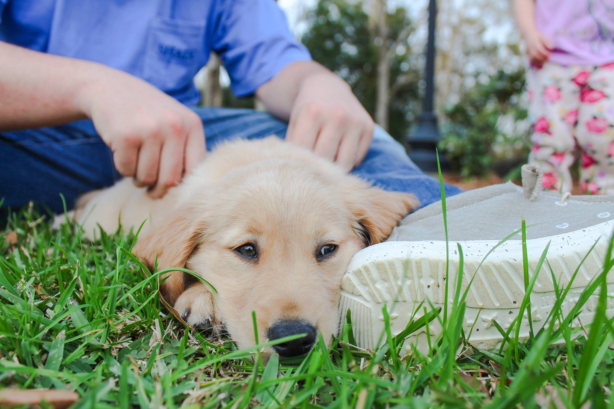 Tucker joined the competition — help win amazing prizes! canidae, carnivore, companion_dog, dog, dog_breed, fawn, fur, golden_retriever, grass, happy, lawn, people_in_nature, plant, recreation, retriever, snout, sporting_group, t_shirt, terrestrial_animal, tree