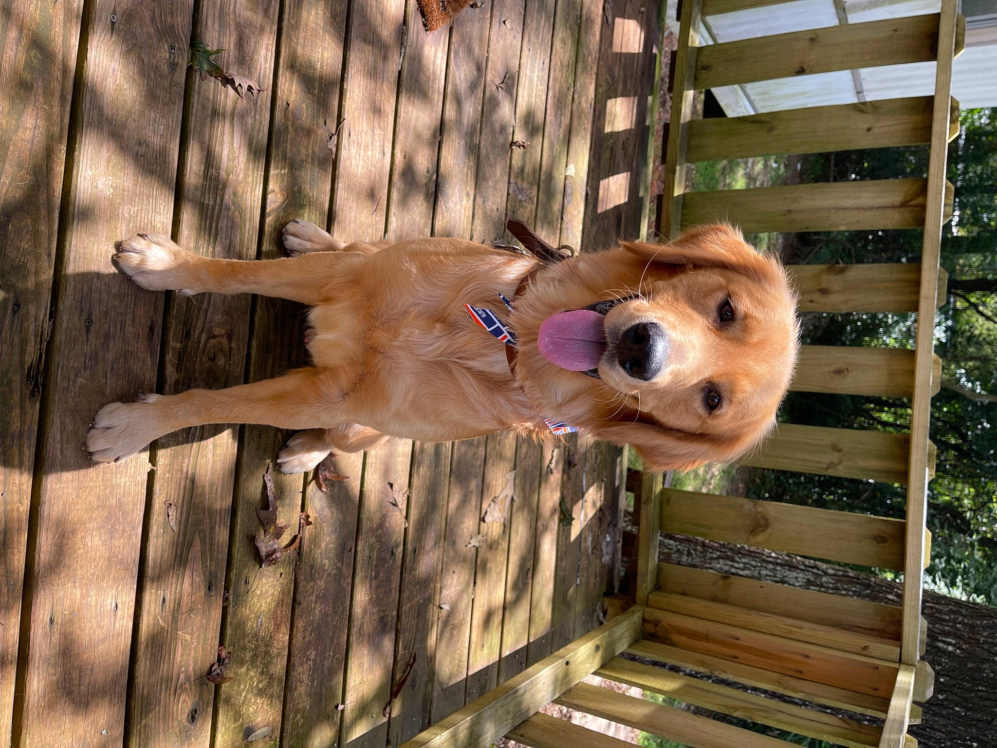 Tucker joined the competition — help win amazing prizes! canidae, carnivore, companion_dog, dog, dog_breed, dog_supply, fawn, fence, fur, hardwood, home_fencing, natural_material, pet_supply, plank, sporting_group, terrestrial_animal, tree, wood, wood_stain