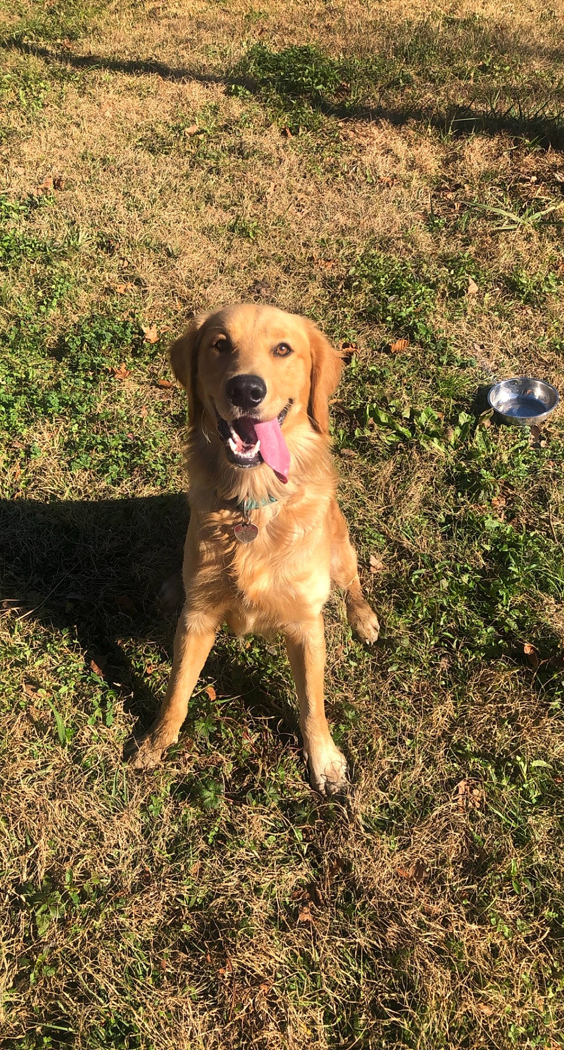 Tucker is registered to the contest to win money with this photo: adventure, canidae, carnivore, companion_dog, dog, dog_breed, fawn, grass, gun_dog, hunting_dog, labrador_retriever, people_in_nature, plant, retriever, soil, sporting_group, tail, tree, working_animal, working_dog