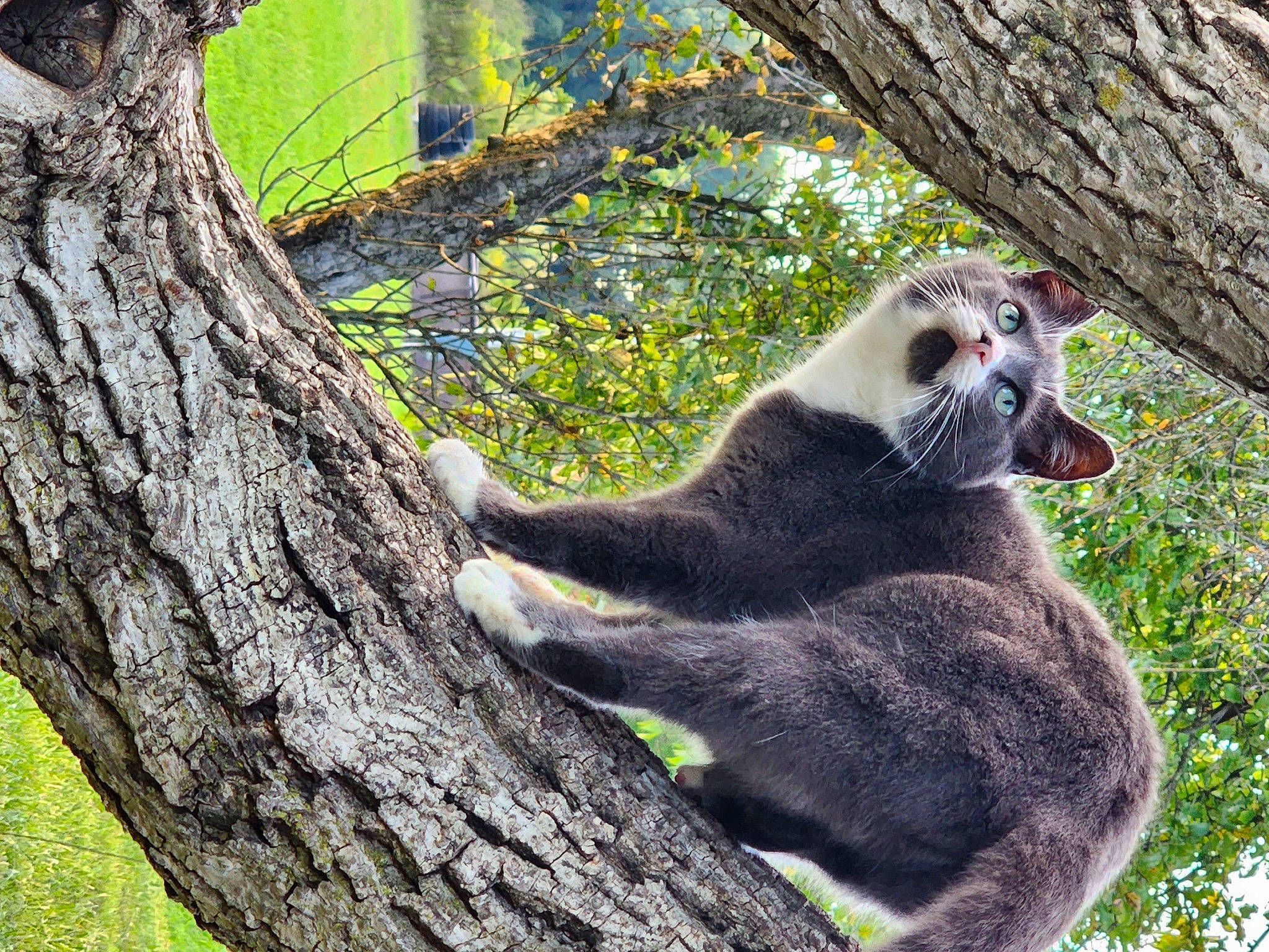 Pixie is registered to the contest to win money with this photo: botany, branch, carnivore, claw, fur, jungle, macaque, paw, plant, primate, snout, sunglasses, tail, terrestrial_animal, tree, trunk, twig, whiskers, wildlife, wood