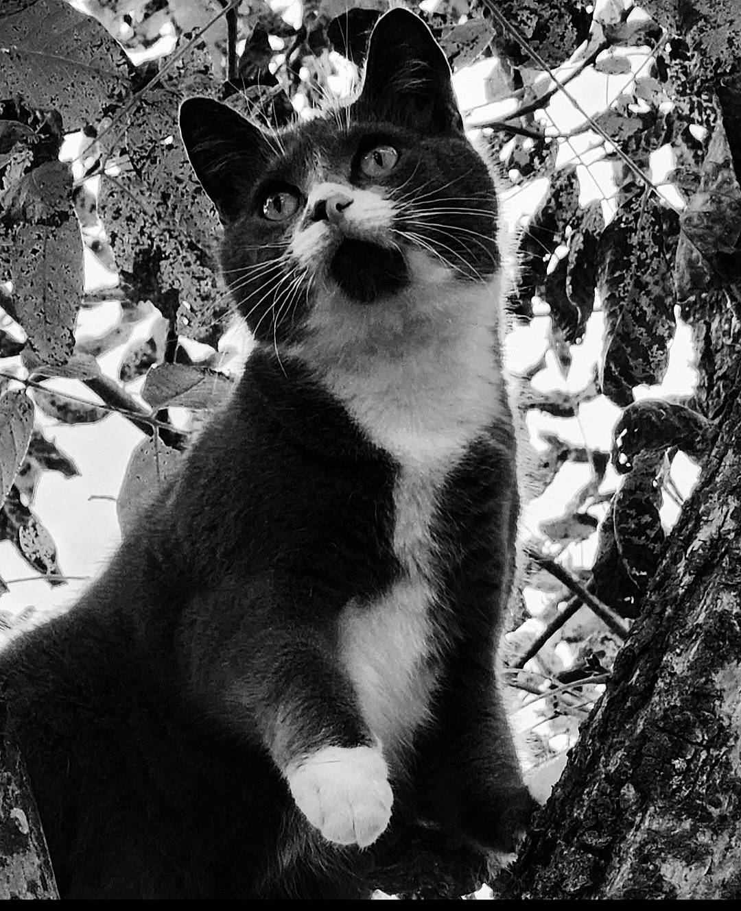 Pixie joined the competition — help win amazing prizes! black_and_white, carnivore, cat, domestic_short_haired_cat, felidae, formal_wear, fur, grass, monochrome, monochrome_photography, paw, plant, small_to_medium_sized_cats, snout, style, tail, tree, trunk, water, whiskers