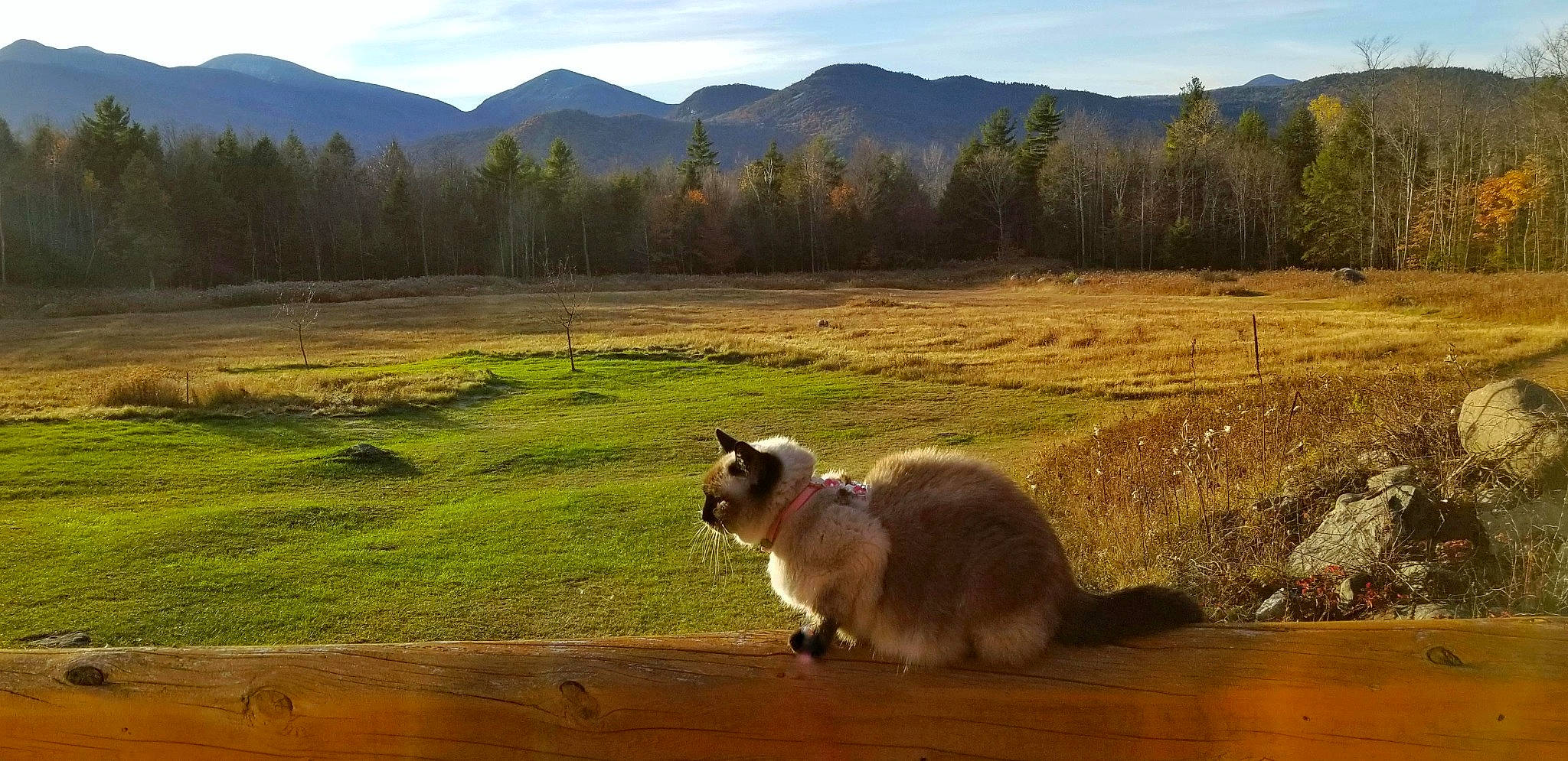 Porsche is registered to the contest to win money with this photo: cloud, dog_breed, felidae, grass, grassland, hill, landscape, meadow, mountain, mountain_range, natural_landscape, nature, pasture, plant, plateau, sky, tail, tree, wilderness, wood