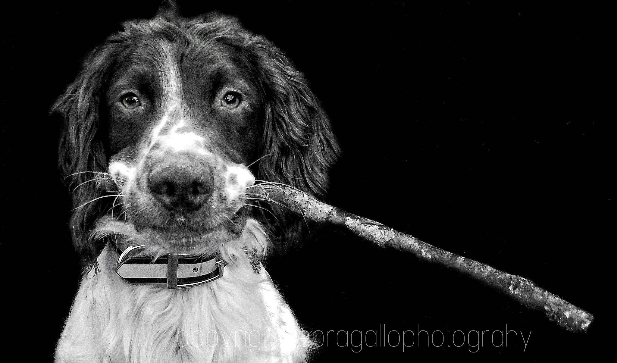 Rambo is registered to the contest to win money with this photo: canidae, carnivore, collar, companion_dog, darkness, dog, dog_breed, dog_collar, fur, gun_dog, happy, monochrome, monochrome_photography, snout, spaniel, sporting_group, tree, whiskers, working_animal, working_dog