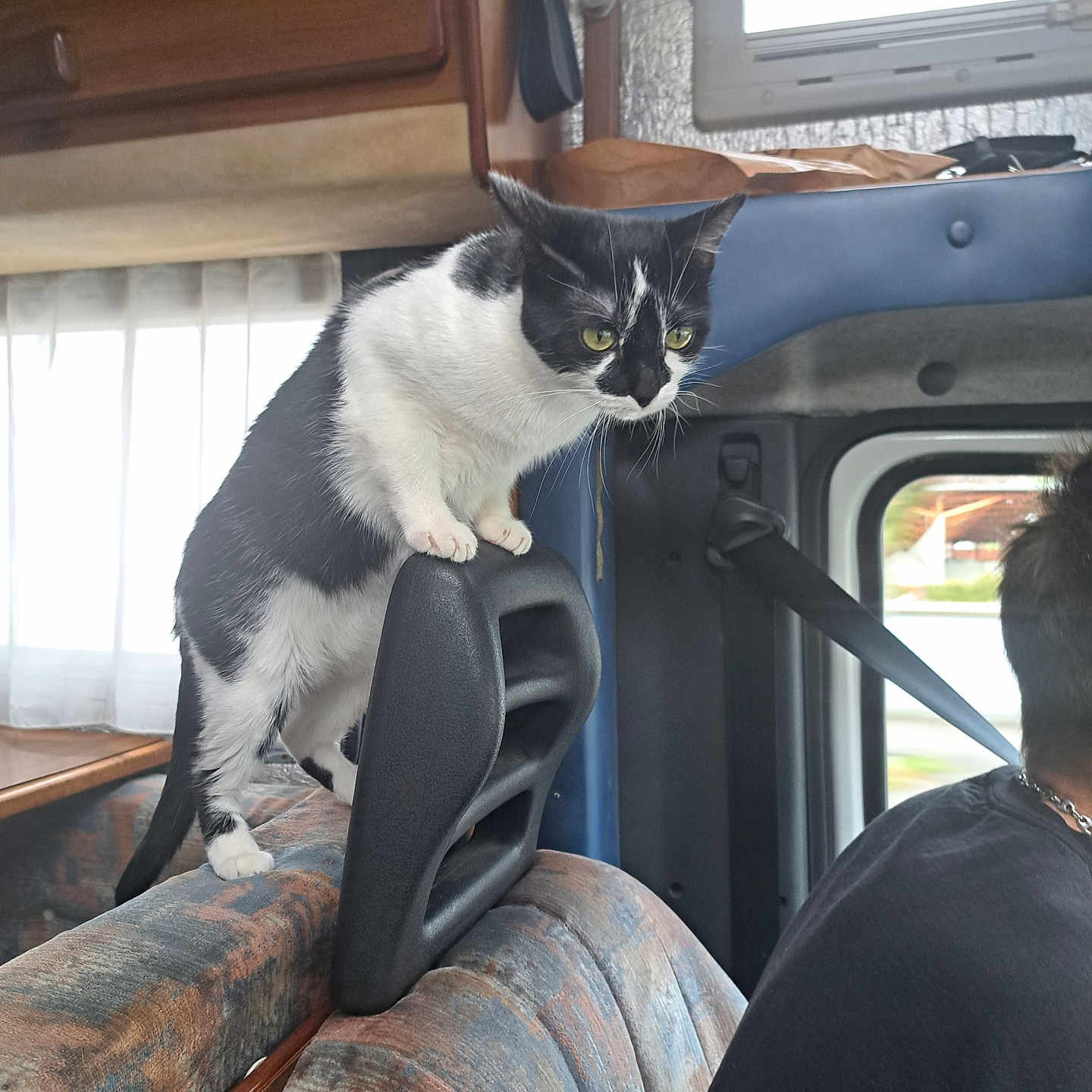Chipie participe au concours pour gagner de l'argent avec cette photo : accessories, adult, animal, cat, couch, cushion, furniture, head, headrest, homedecor, jewelry, male, man, necklace, person, pet, plywood, transportation, vehicle, wood