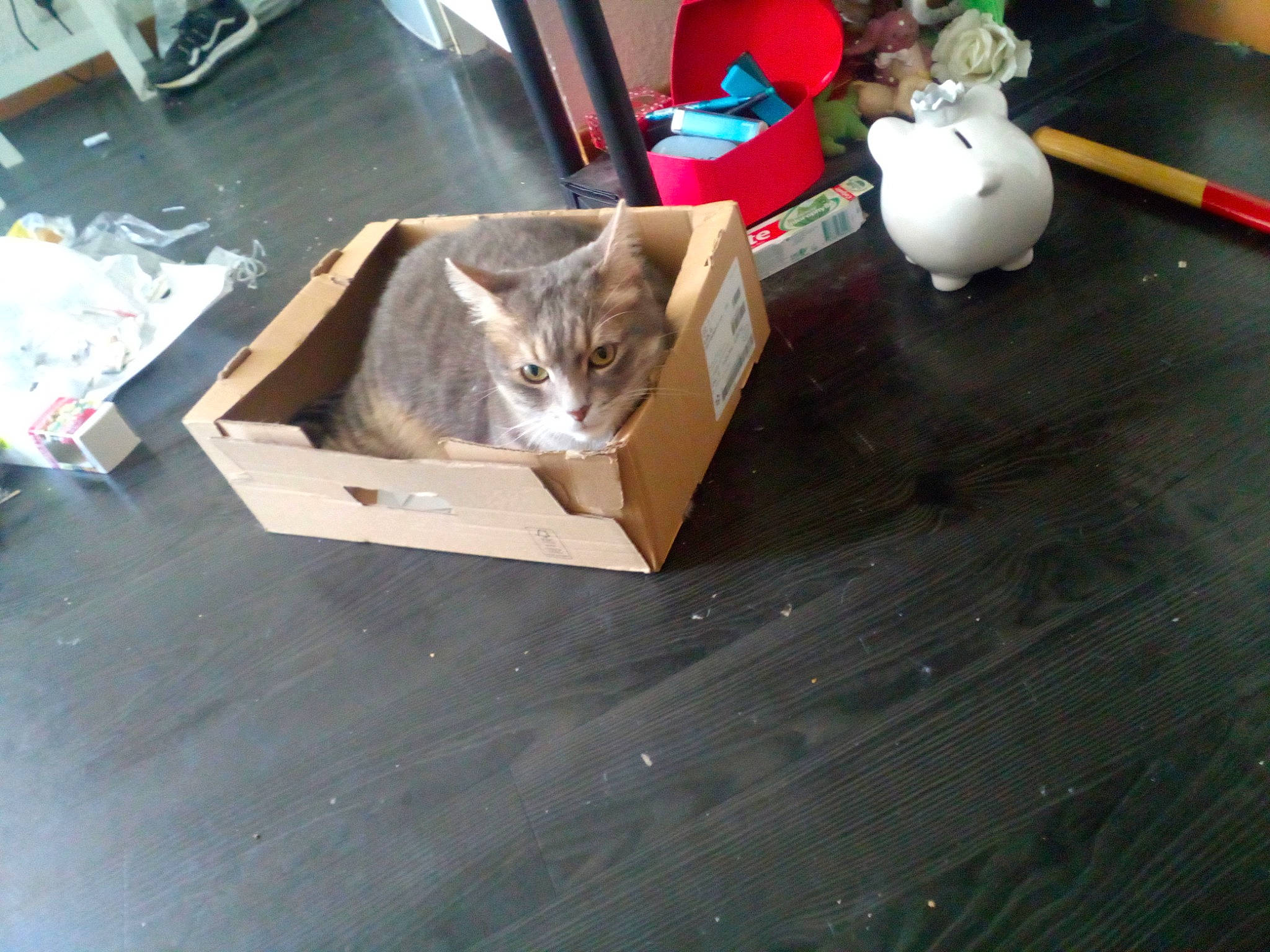 Caramel a rejoint le concours — aidez-le/la à gagner de superbes lots ! box, cardboard, cat, domestic_short_haired_cat, felidae, floor, flooring, fur, hardwood, mammal, plywood, room, shipping_box, small_to_medium_sized_cats, stuffed_toy, tail, toy, whiskers, wood, wood_stain