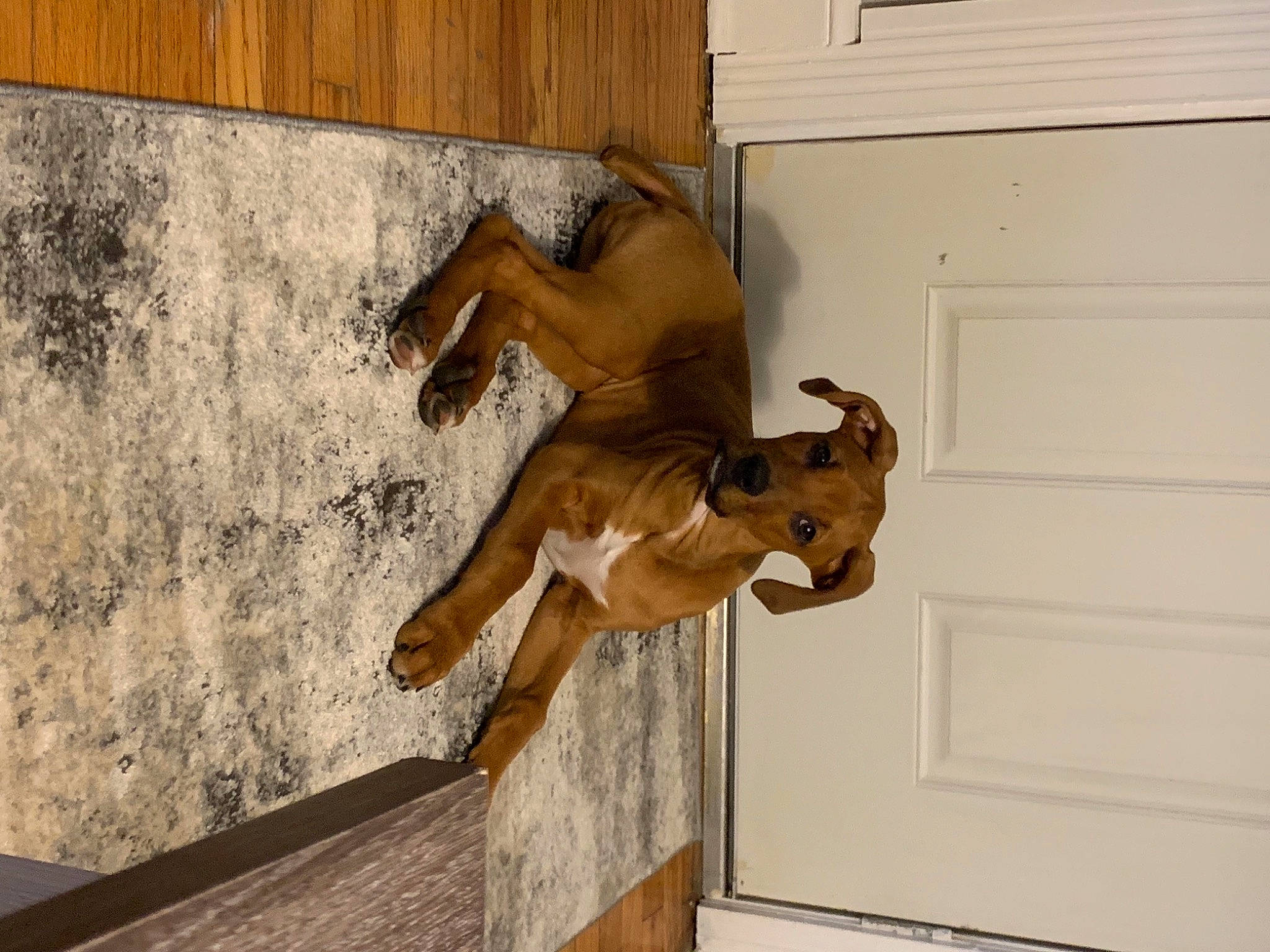 Rambo joined the competition — help win amazing prizes! art, building, ceiling, door, facade, fawn, felidae, floor, flooring, hardwood, house, human_leg, plaster, sculpture, tail, thigh, visual_arts, window, wood, wood_stain