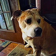 Brunos Mars is registered to the contest to win money with this photo: dog, indoor, carpet, door, wooden_floor, brown_fur, pet, animal, canine, sitting, closeup, portrait, natural_light, expression, household, cozy, domestic, floor_rug, furniture, quiet