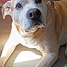 brown_coat, canine, close_up, companion, dog, ear, eyes, indoor, laying_down, looking_up, nose, paw, pet, portrait, senior_dog, snout, sunlight, whiskers, white_muzzle, wooden_floor