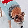 dog, animal, pet, snow, winter, sweater, clothing, outdoor, cold, canine, brown, white, cute, festive, walking, winter_wear, snowy, winter_clothing, seasonal, companion