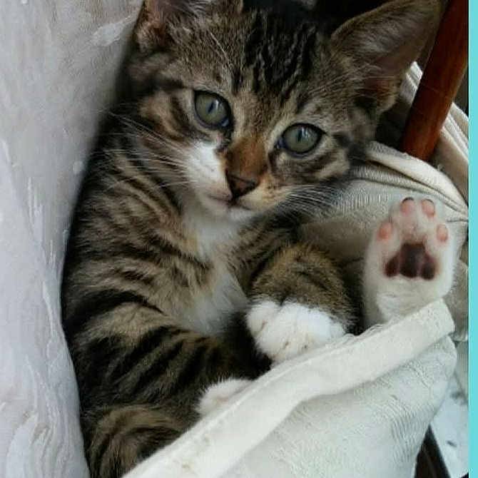 Spaz is registered to the contest to win money with this photo: animal, cat, closeup, curious, cute, ears, feline, indoor, kitten, paw, pet, pink_paw_pads, relaxed, resting, snuggling, soft_texture, tabby, whiskers, white_fabric, young_cat