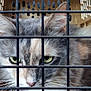 Chloe Bell is registered to the contest to win money with this photo: bars, carrier, cat, close_up, confined, crate, domestic_animal, ears, feline, fur, green_eyes, long_hair, nose, pet, pink_nose, portrait, staring, travel_carrier, whiskers, white_chest