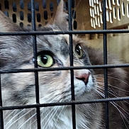 Chloe Bell joined the competition — help win amazing prizes! animal, bars, cage, carrier, cat, close_up, confinement, curious, ears, feline, fur, green_eyes, indoor, muzzle, nose, pet, portrait, shelter, stare, whiskers