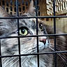 animal, bars, cage, carrier, cat, close_up, confinement, curious, ears, feline, fur, green_eyes, indoor, muzzle, nose, pet, portrait, shelter, stare, whiskers