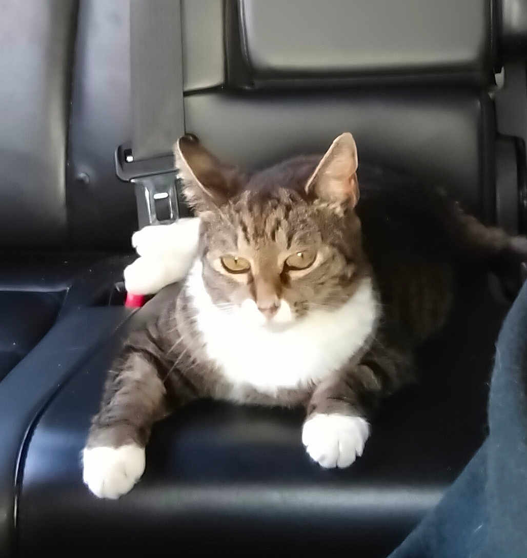 Libby Boots joined the competition — help win amazing prizes! cat, tabby, white_paws, white_chest, pet, animal, feline, car_seat, leather, indoor, resting, relaxed, domestic_cat, cute, mammal, whiskers, ears, eyes, paws, toy